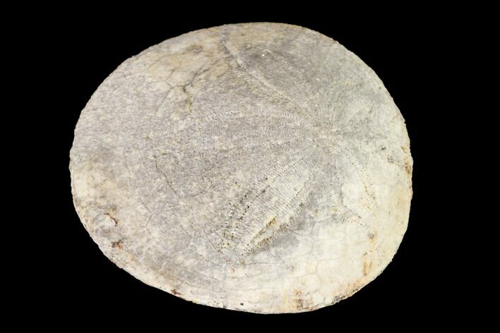 Pliocene Sand Dollar (Dendraster) Fossil - California #156356